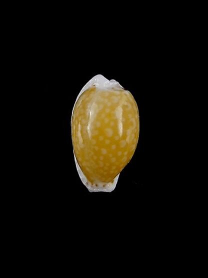 Cypraea cernica tomlini ..DWARF.. 15,3 mm Gem-11339