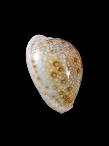 Cypraea marginalis marginalis 24 mm F+++/Gem-11480