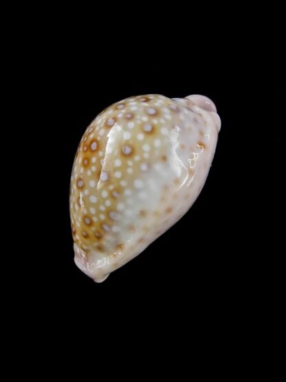 Cypraea marginalis marginalis 24 mm F+++/Gem-11481