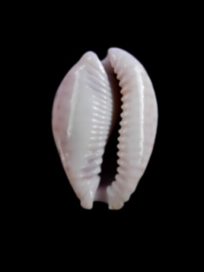 Cypraea marginalis marginalis 25,5 mm Gem-11512