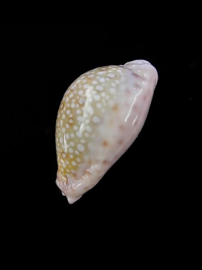 Cypraea marginalis marginalis 25,5 mm Gem-11510