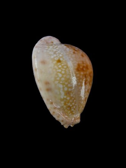 Cypraea marginalis marginalis 25,9 mm Gem-11524