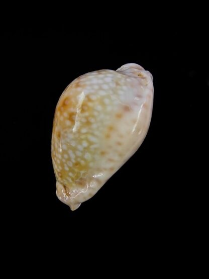 Cypraea marginalis marginalis 25,9 mm Gem-11521