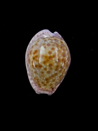 Cypraea marginalis marginalis 21,7 mm Gem-11472