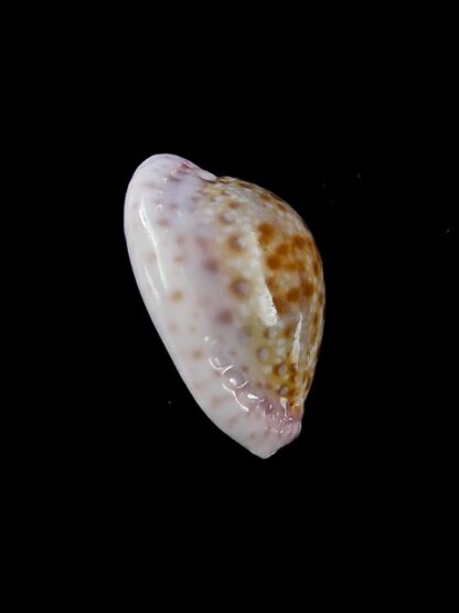 Cypraea marginalis marginalis 21,7 mm Gem-11470