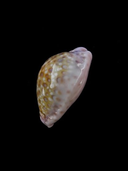 Cypraea marginalis marginalis 21,7 mm Gem-11473