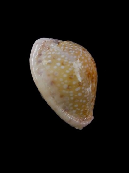 Cypraea marginalis marginalis 24 mm Gem-11491