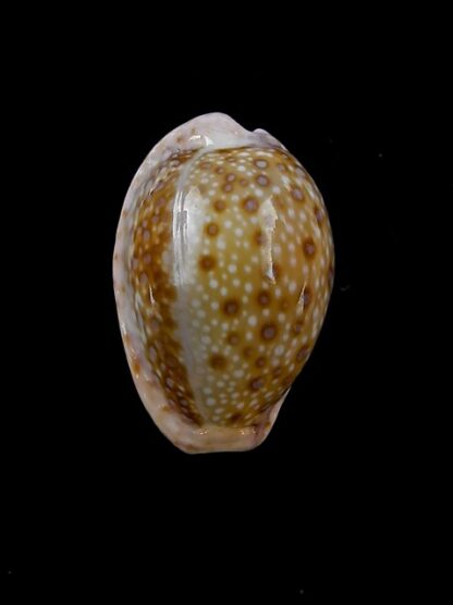 Cypraea marginalis marginalis 24,4 mm Gem-11501