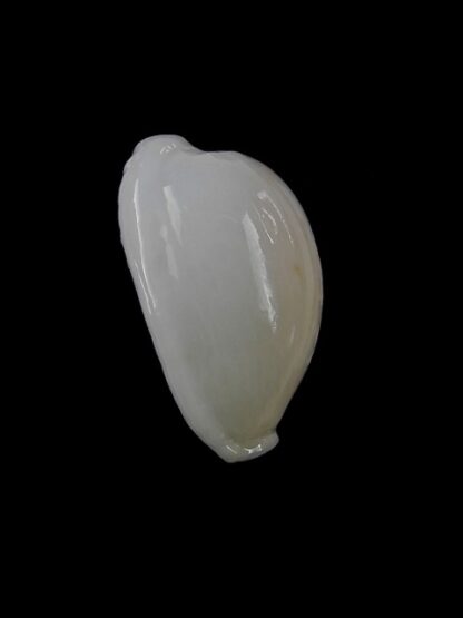 Cypraea cribraria melwardi Gem 21,5 mm-11463