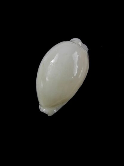 Cypraea cribraria melwardi Gem 21,5 mm-11464