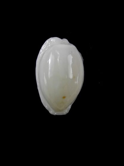 Cypraea cribraria melwardi Gem 19,2 mm-11433