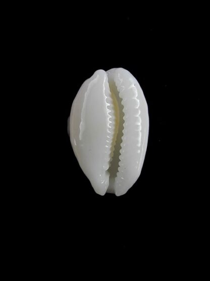 Cypraea cribraria melwardi Gem 19,2 mm-11434