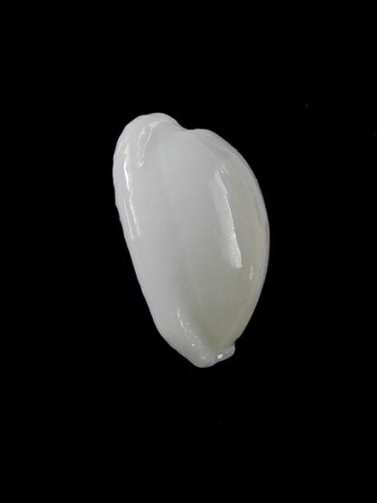 Cypraea cribraria melwardi Gem 19,2 mm-11432