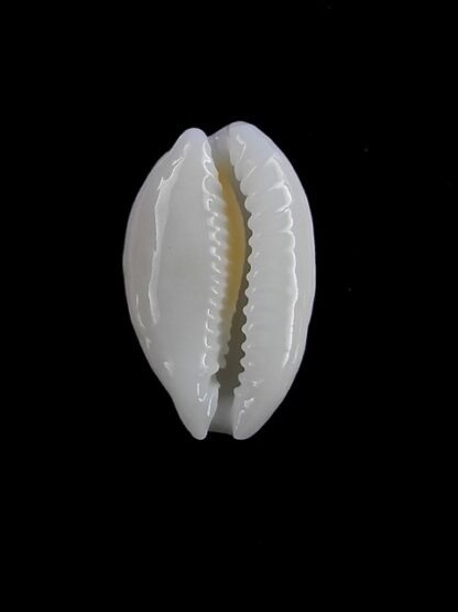 Cypraea cribraria melwardi Gem 19,5 mm-11441