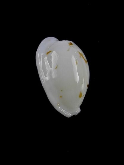 Cypraea cribraria melwardi Gem 19,5 mm-11445