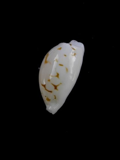 Cypraea cribraria melwardi Gem 19,5 mm-11443