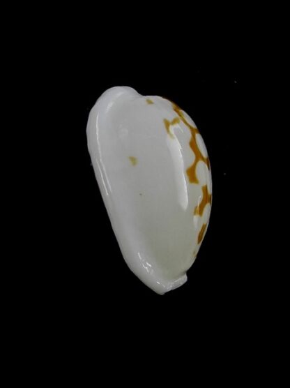 Cypraea cribraria melwardi Gem 19,9 mm-11454