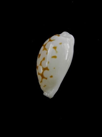 Cypraea cribraria melwardi Gem 19,9 mm-11455