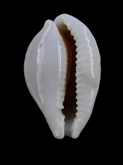 Cypraea exmouthensis magnifica 37,3 mm-11528