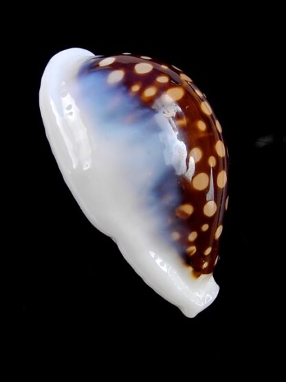 Cypraea exmouthensis magnifica 37,3 mm-11526