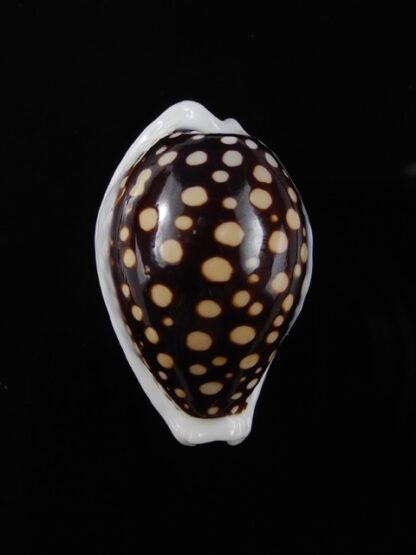 Cypraea exmouthensis magnifica 32,3 mm Gem-11550