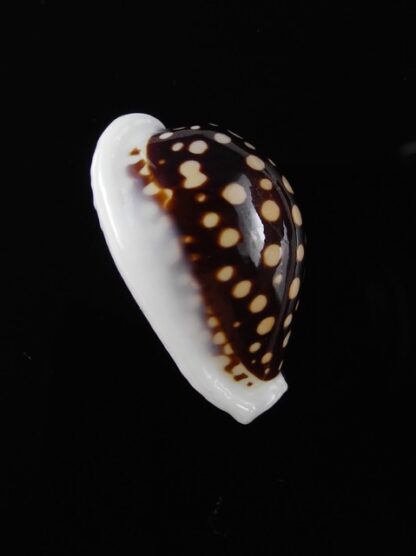 Cypraea exmouthensis magnifica 32,3 mm Gem-11555