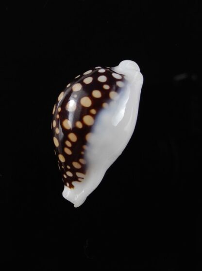 Cypraea exmouthensis magnifica 32,3 mm Gem-11553