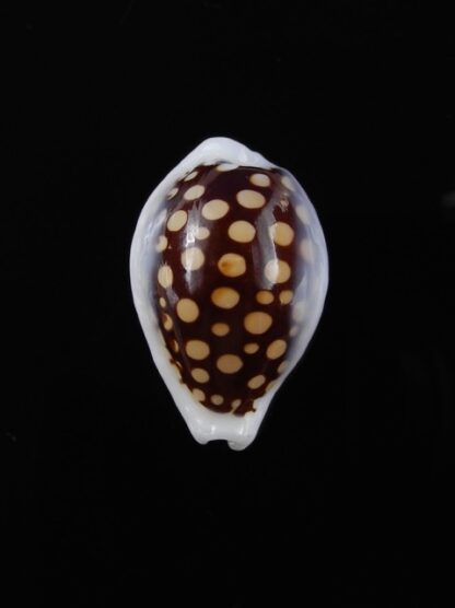 Cypraea exmouthensis magnifica 27 mm Gem-11536