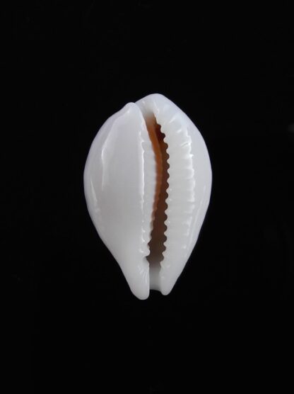 Cypraea exmouthensis magnifica 27 mm Gem-11541