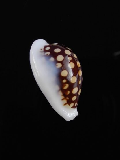 Cypraea exmouthensis magnifica 27 mm Gem-11539