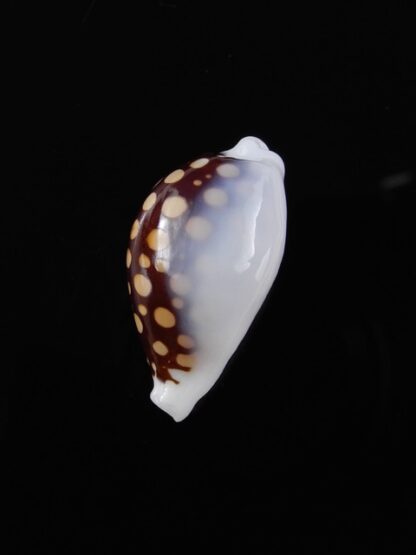 Cypraea exmouthensis magnifica 27 mm Gem-11537