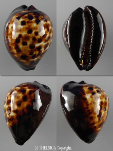 Zoila decipiens decipiens...48,5 mm Gem-0