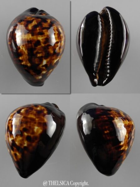 Zoila decipiens decipiens..51,3 mm Gem-0