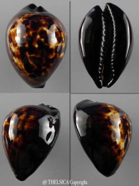 Zoila decipiens decipiens..51,5 mm Gem-0