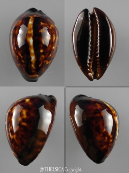 Zoila decipiens decipiens..52,4 mm Gem-0