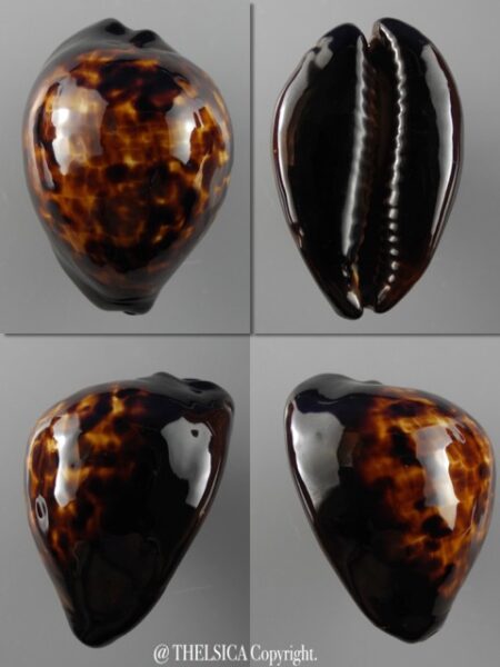Zoila decipiens decipiens..52,9 mm Gem-0