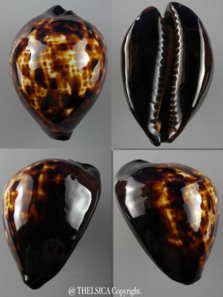Zoila decipiens decipiens..55,4 mm Gem-0