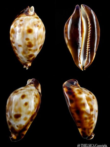 Zoila friendii friendii "dwarf" 48,5 mm Gem-0