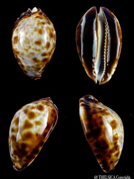 Zoila friendii friendii "dwarf" 52,5 mm Gem-0