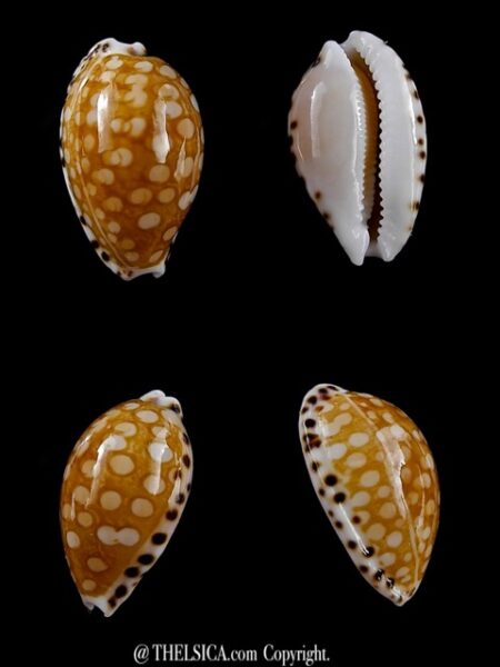 Cribrarula astaryi 16,5 mm Gem-0