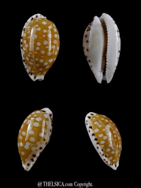 Cribrarula astaryi 17,8 mm Gem-0