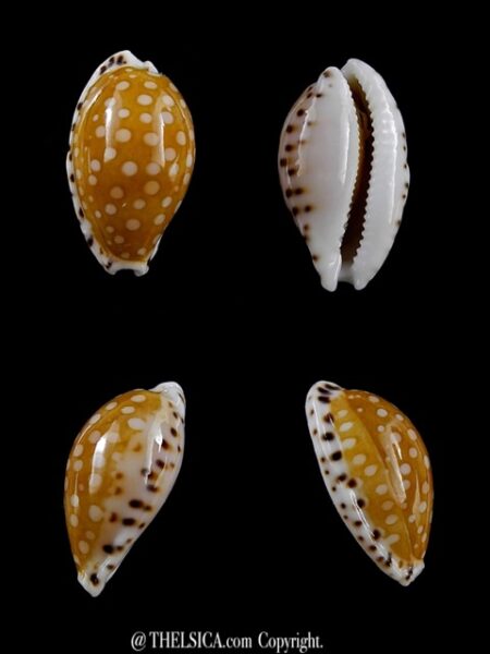 Cribrarula astaryi 17,9 mm Gem-0