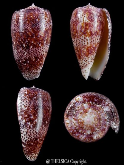 Conus adamsonii 43,2 mm Gem W/O-0