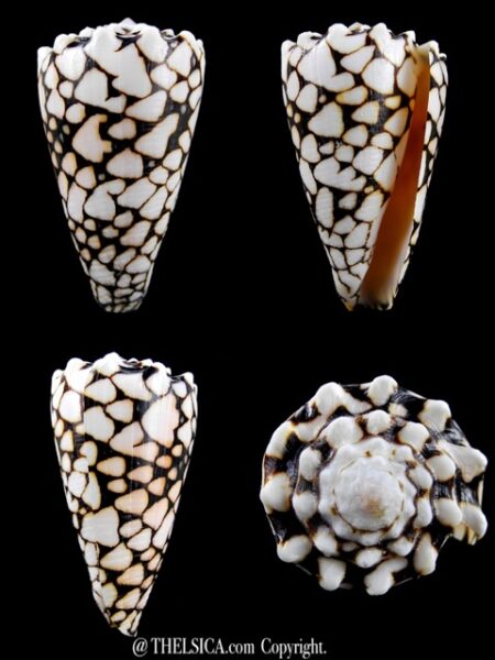 Conus bandanus 59 mm Gem-0
