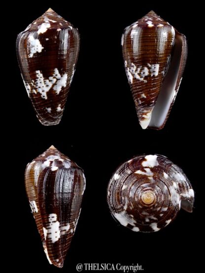 Conus catus f. fuscoolivaceus 36,2 mm Gem-0