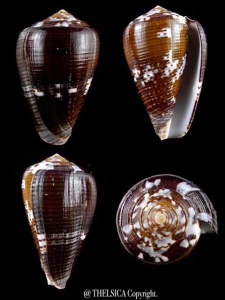 Conus catus f. fuscoolivaceus 38 mm Gem-0