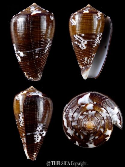 Conus catus f. fuscoolivaceus 39 mm Gem-0