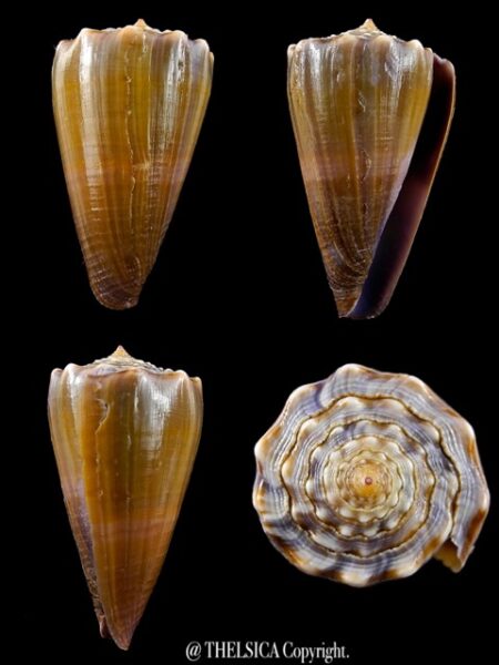 Conus conco 40 mm F+++/Gem-0