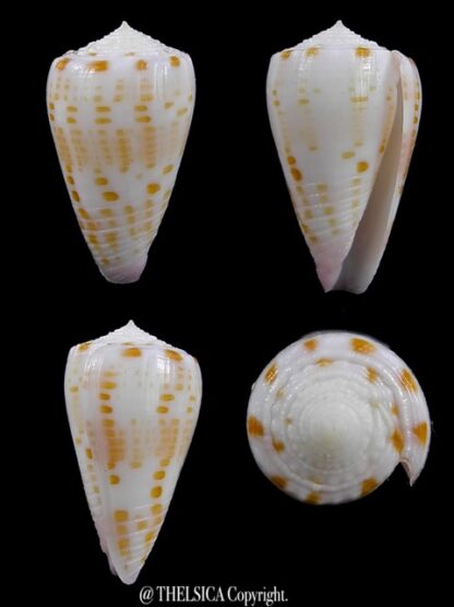 Conus devorsinei 24,7 mm Gem-0