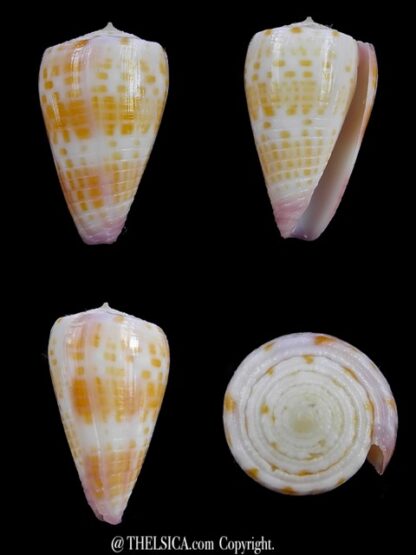 Conus devorsinei 25,1 mm Gem-0